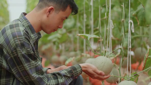 Asian Farmer Hold Melon And Checking Melon In Green House Of Melon Farm