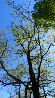 Vertical Video of the Forest in the Spring alt