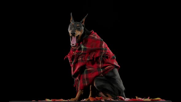 A Dobuerman Pinscher in a Red Plaid Blanket Sits on Fallen Leaves and Yawns Wide in Slow Motion alt