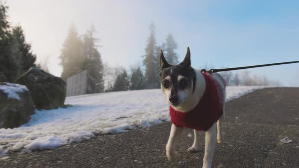 Cute Little Dog Walking on a Leash with Her Owner alt