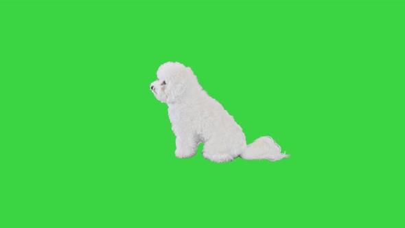 Cute Dog Bichon Frise Sitting and Looking Around on a Green Screen Chroma Key