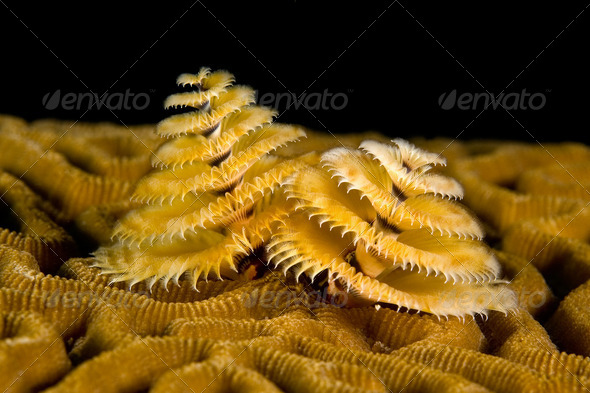 Marine worm - Stock Photo - Images