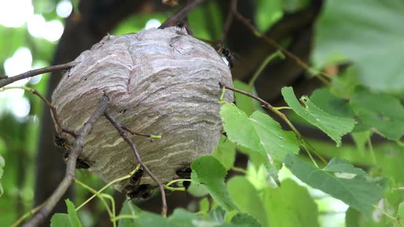 Wasp's Nest is Hanging on a Tree and Wasps