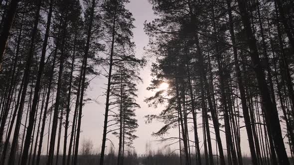 Dolly Drone shot of Winter Pine snowy forest with road during sunny weather alt