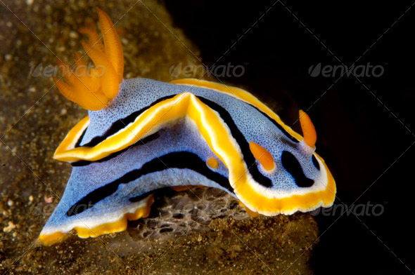 Nudibranch - Stock Photo - Images