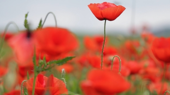 Red Poppies on Green Field 01