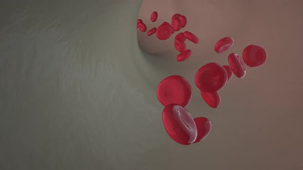 Erythrocytes lymphocytes in the circulatory system