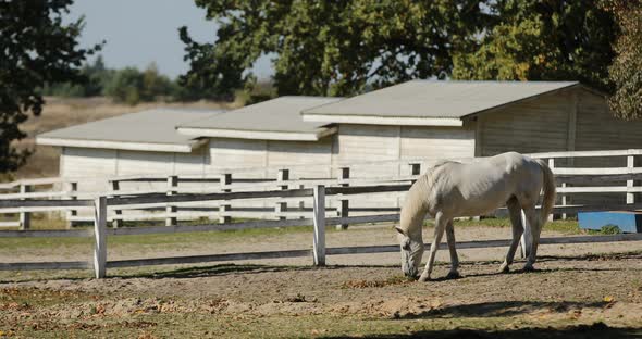 white Horse walks at white wooden fence paddock next to stabling on farm. 4k