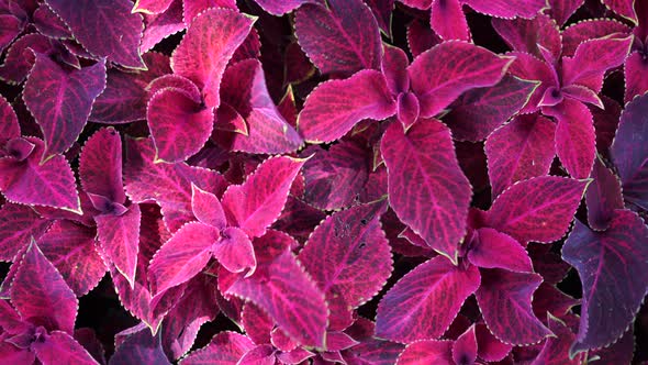 Bright Red Leaves of Perennial Plant Coleus, Plectranthus ...