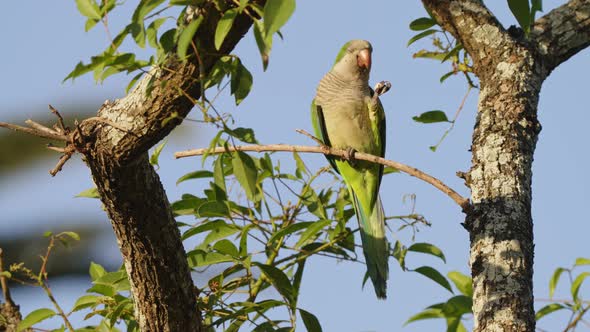 Beautiful wildlife composition capturing an elegant monk parakeet, myiopsitta monachus, perching on alt