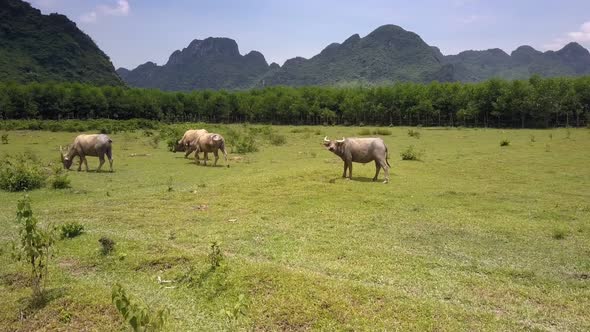 Big Buffaloes Graze on Green Field Against Ancient Mountains alt