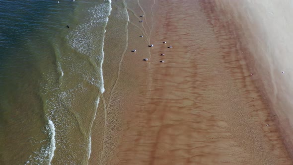 a low top down shot over a beach. The camera dollys forward & descends towards seagulls on the shore alt