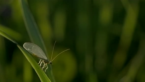 A Grasshopper with a Long Mustache Sits on Thin Green Grass alt