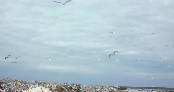 Background of Seagull Flock Flies Above Landfill Dump Site on Bright Sky Horizon alt
