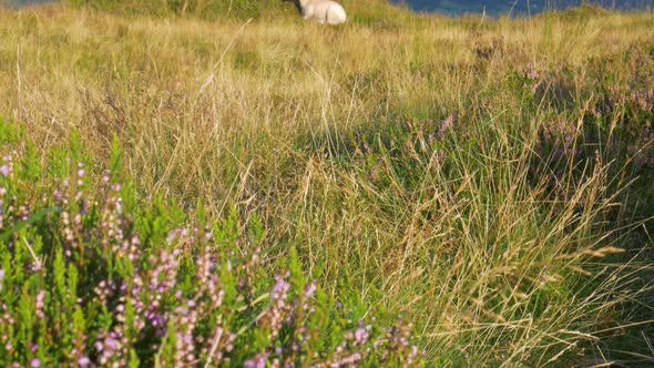 Tilt-up Revealing Shot Of A Lone Lamb Resting On The Grassland Near Heather Plants In The Wicklow Mo alt