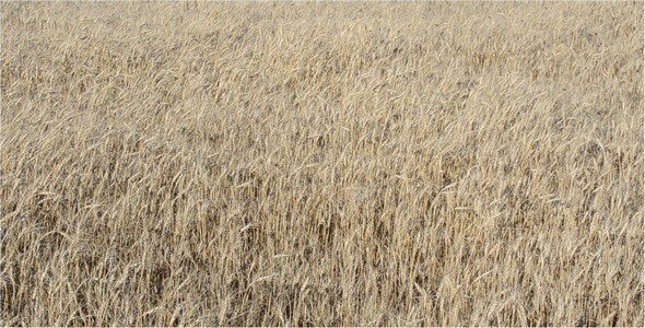 Wheat 3 alt