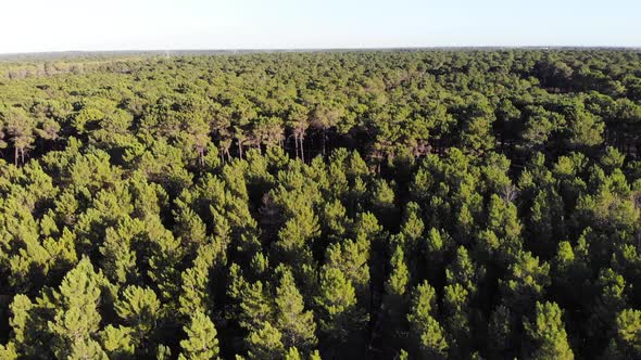 Aerial View of a Forest in Australia