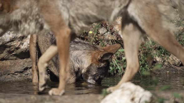 Wolf Pack Splashing in the Pond in Super Slow Motion