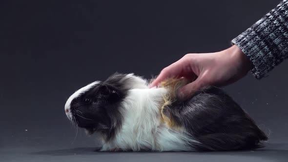 Abyssinian Guinea Pig Pet with Black White and Orange Fur Coat at Black Background. Close Up alt
