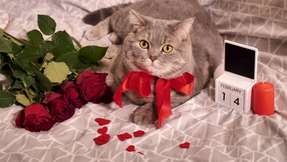 A cat looks and winks at Valentine's Day alt