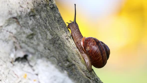a Snail with a House Crawls on a Tree