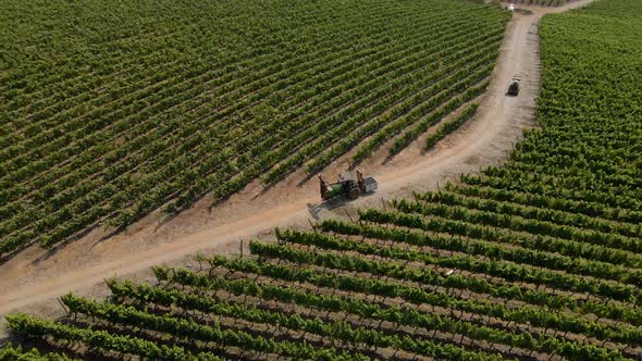 Semi-aerial orbit of a tractor transporting a bin full of grapes from a vineyard on a sunny day alt