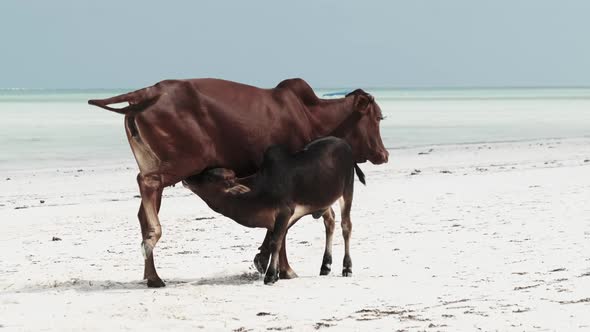 African Humpback Cow Feeds a Calf on a Tropical Sandy Beach By Ocean Zanzibar alt