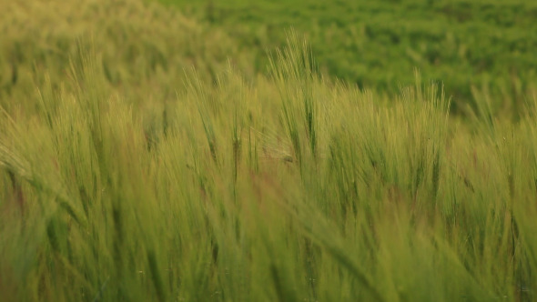 Ears Of Wheat Swaying In The Breeze At Sunset, Stock Footage | VideoHive