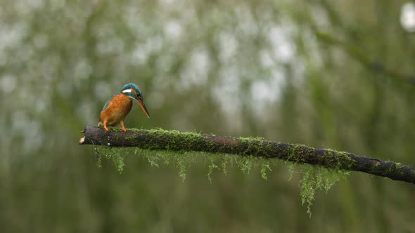 A kingfisher bird sits on a mossy tree branch looking for prey, then flies up into the air and dives alt