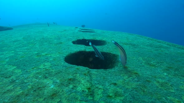 Hilma Hooker portholes alt