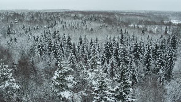 Winter Snow-covered Forest at Day Aerial Top View