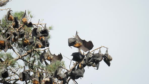 Fruit Bats Cleaning Themselves While Upside Down In A Tree, SLOW MOTION alt