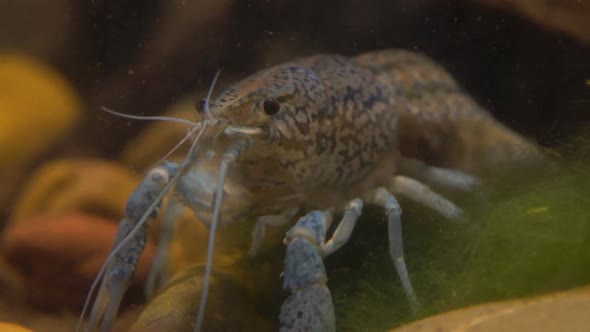 Marble River Crayfish Under Water Eating Algae alt