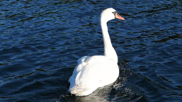 A Beautiful White Swan Swimming And Floating On The Water Of The Norwegian Coast In Arendal, Norway. alt