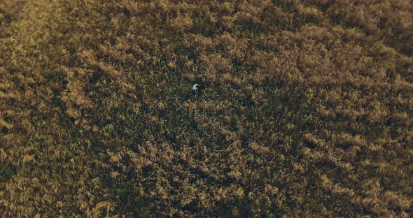 Boy with Girl are Standing in a Golden Field a Circular Motion of the Camera From Above