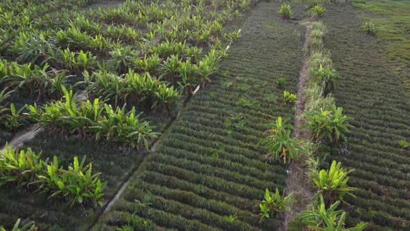 Banana farm aerial view alt