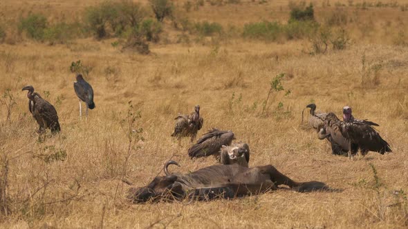 Vultures near a wildebeest carcass alt