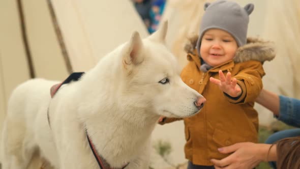 Slow Motion of a Small Curious Child Playing with a White Husky Dog.