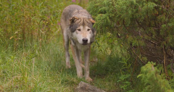 Unsecure Old Grey Wolf Looks and Smells After Rivals or Food in the Forest