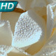 White Rose in Dewdrops - VideoHive Item for Sale