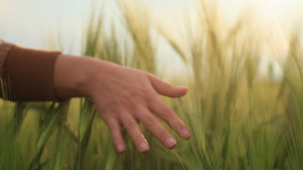Woman Hand Touching Wheat During Spring