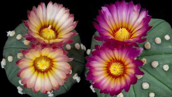 Astrophytum Colorful Flowers Timelapse of Blooming Cactus Opening