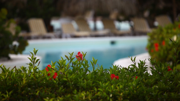 Luxury Resort Swimming Pool Garden