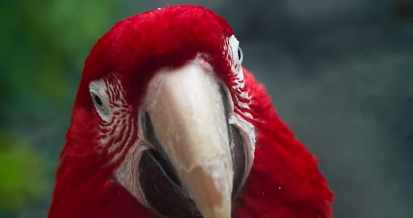 Macro Beautiful Macaw Parrot Bird Eye Close Up, Tropical Nature Color Wildlife