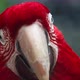 Macro Beautiful Macaw Parrot Bird Eye Close Up, Tropical Nature Color Wildlife - VideoHive Item for Sale