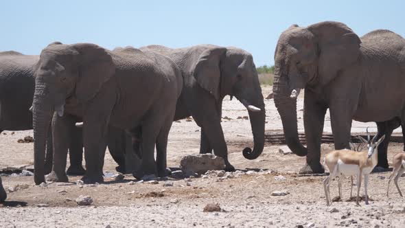 Herd of elephants on a dry savanna alt