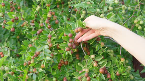 Ziziphus Jujuba Commonly Called Jujube Red Date Chinese Date alt