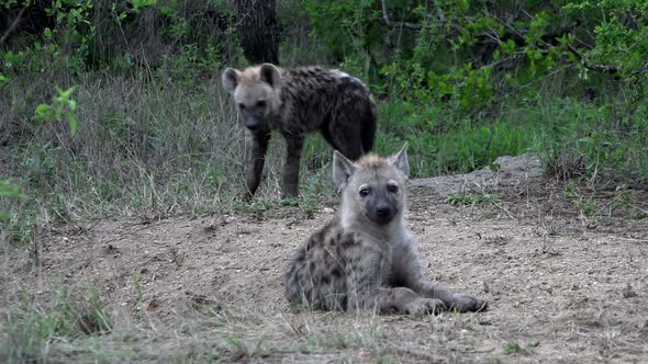 Spotted Hyena Cubs In Natural Habitat, Kruger National Park In South Africa