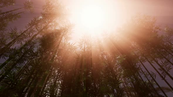 Bamboo Forest Garden alt