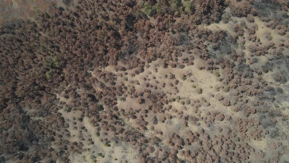 Withered Trees Brown alt